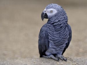 Preview wallpaper parrot, african grey parrot, color, bird