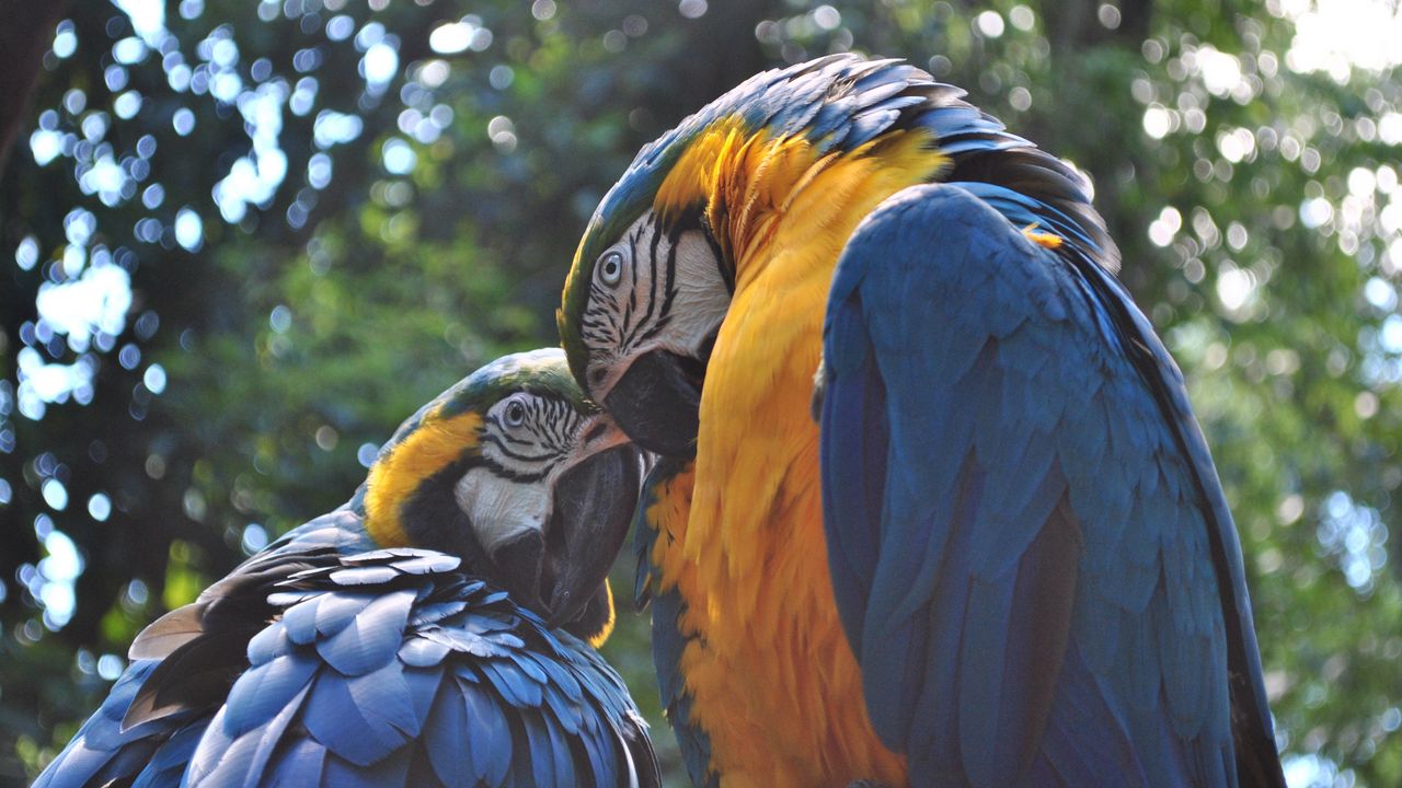 Wallpaper parrot, ara, couple, birds