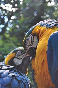 Preview wallpaper parrot, ara, couple, birds