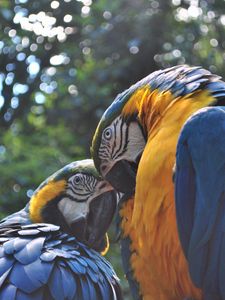 Preview wallpaper parrot, ara, couple, birds