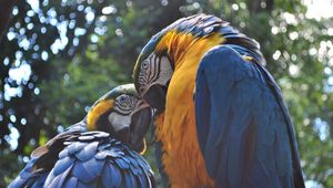 Preview wallpaper parrot, ara, couple, birds