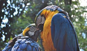 Preview wallpaper parrot, ara, couple, birds