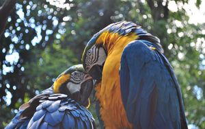 Preview wallpaper parrot, ara, couple, birds