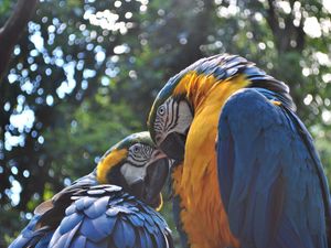 Preview wallpaper parrot, ara, couple, birds