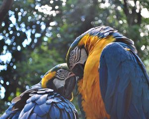 Preview wallpaper parrot, ara, couple, birds