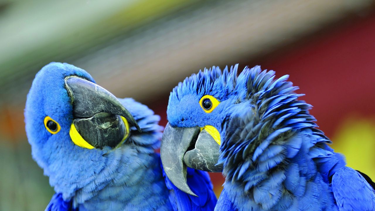 Wallpaper parrot, beak, a pair of