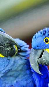 Preview wallpaper parrot, beak, a pair of