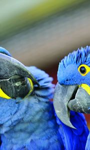 Preview wallpaper parrot, beak, a pair of