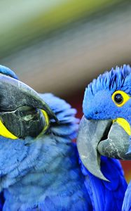 Preview wallpaper parrot, beak, a pair of