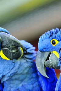 Preview wallpaper parrot, beak, a pair of