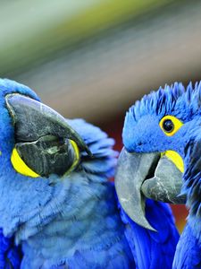 Preview wallpaper parrot, beak, a pair of