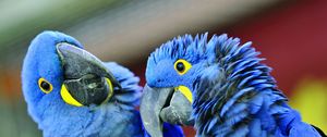 Preview wallpaper parrot, beak, a pair of