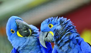 Preview wallpaper parrot, beak, a pair of