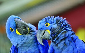 Preview wallpaper parrot, beak, a pair of