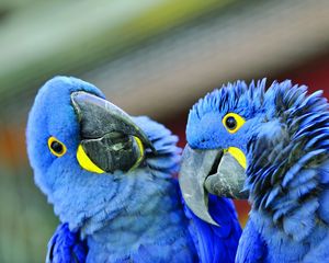 Preview wallpaper parrot, beak, a pair of