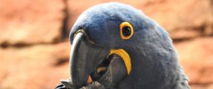 Preview wallpaper parrot, beak, bird