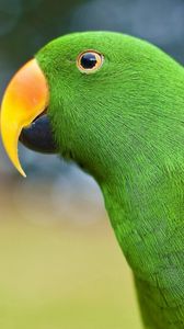Preview wallpaper parrot, beak, bird