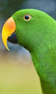 Preview wallpaper parrot, beak, bird