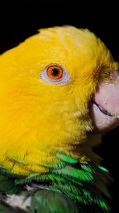 Preview wallpaper parrot, beak, black, dark