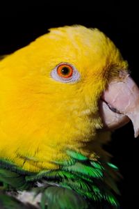 Preview wallpaper parrot, beak, black, dark