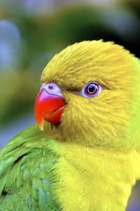 Preview wallpaper parrot, beak, color, bird