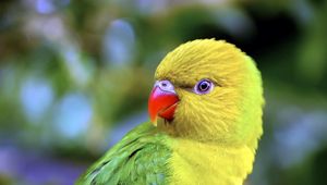 Preview wallpaper parrot, beak, color, bird