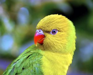 Preview wallpaper parrot, beak, color, bird