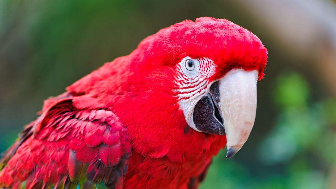 Wallpaper parrot, beak, color, red