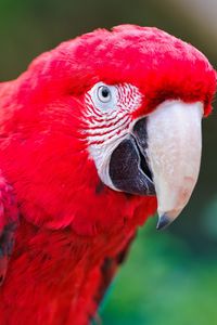 Preview wallpaper parrot, beak, color, red