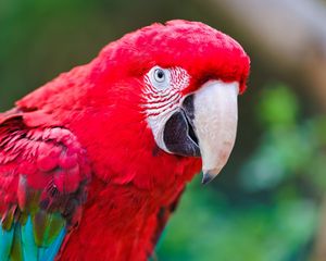 Preview wallpaper parrot, beak, color, red