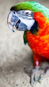 Preview wallpaper parrot, beak, stains, bird