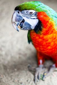 Preview wallpaper parrot, beak, stains, bird