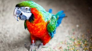 Preview wallpaper parrot, beak, stains, bird