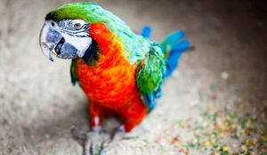 Preview wallpaper parrot, beak, stains, bird