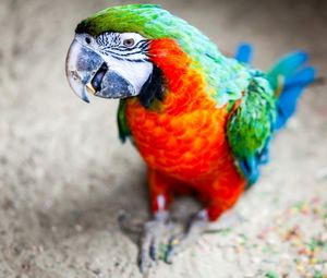 Preview wallpaper parrot, beak, stains, bird