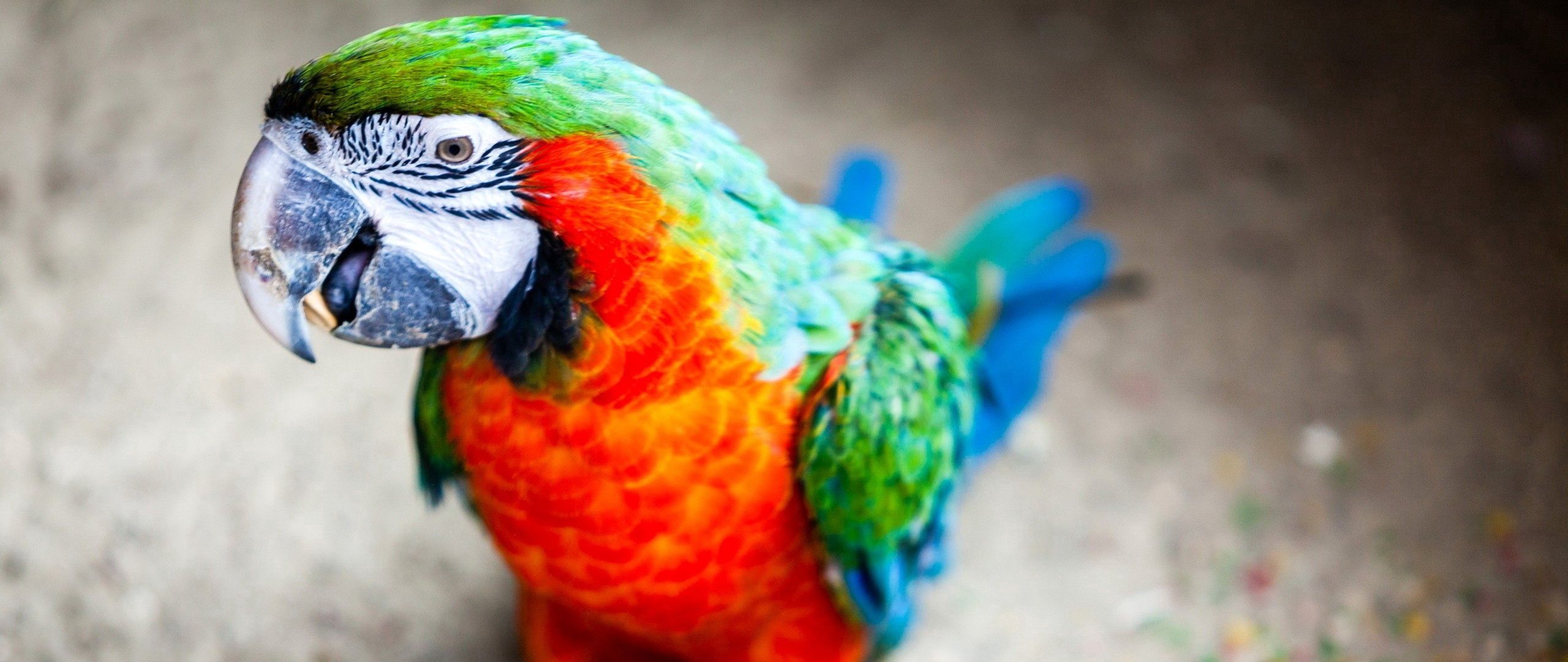 Download wallpaper 2560x1080 parrot, beak, stains, bird dual wide 1080p ...