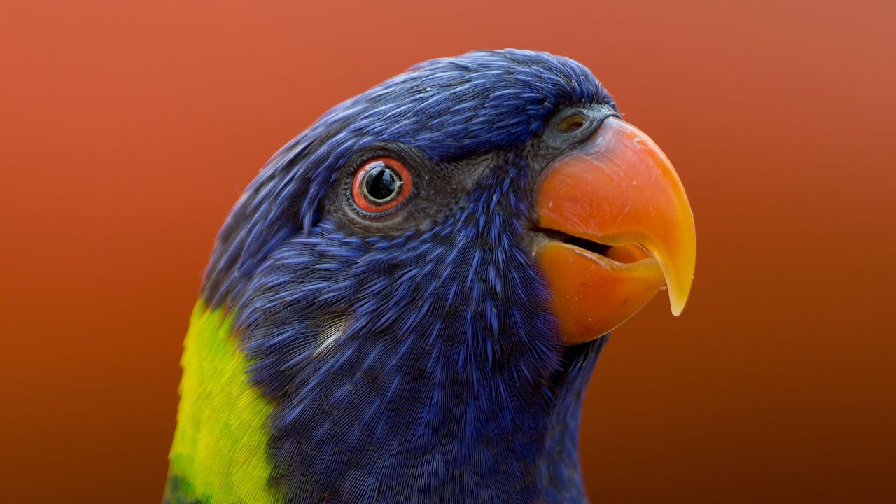 Wallpaper parrot, bird, beak, wildlife, exotic