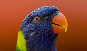 Preview wallpaper parrot, bird, beak, wildlife, exotic