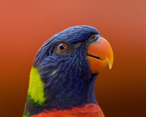 Preview wallpaper parrot, bird, beak, wildlife, exotic