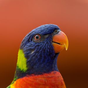 Preview wallpaper parrot, bird, beak, wildlife, exotic