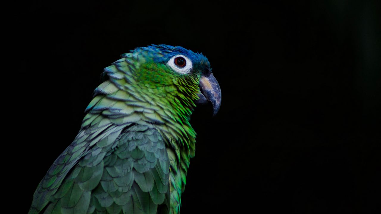 Wallpaper parrot, bird, beak, color, black background
