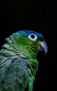 Preview wallpaper parrot, bird, beak, color, black background