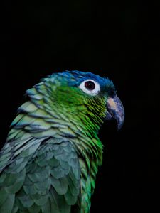 Preview wallpaper parrot, bird, beak, color, black background