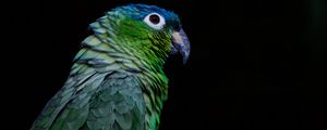 Preview wallpaper parrot, bird, beak, color, black background