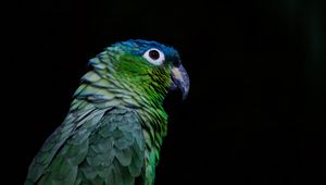 Preview wallpaper parrot, bird, beak, color, black background