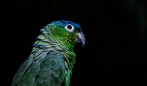 Preview wallpaper parrot, bird, beak, color, black background