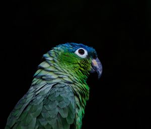 Preview wallpaper parrot, bird, beak, color, black background