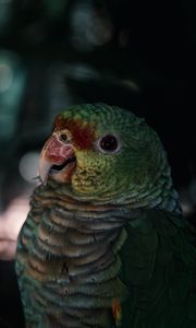 Preview wallpaper parrot, bird, beak, color, feathers