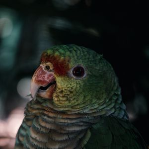 Preview wallpaper parrot, bird, beak, color, feathers