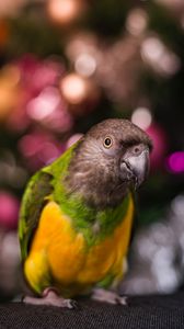 Preview wallpaper parrot, bird, beak, feathers, blur